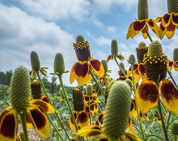 Flowers in a field