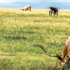 Longhorns in a field