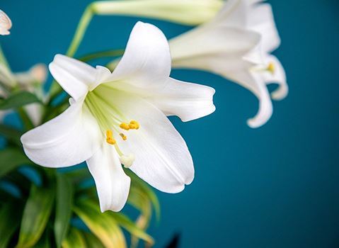 Easter Lillies